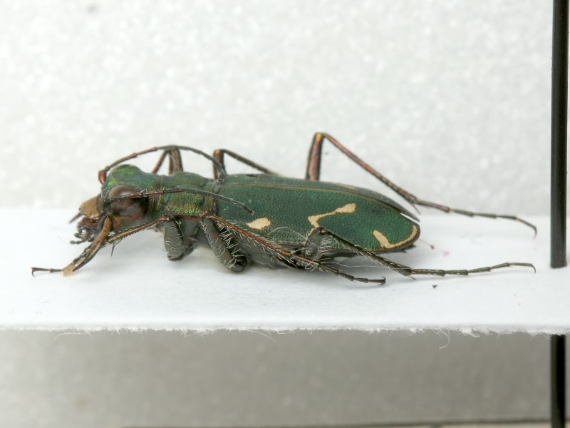 Cicindelinae